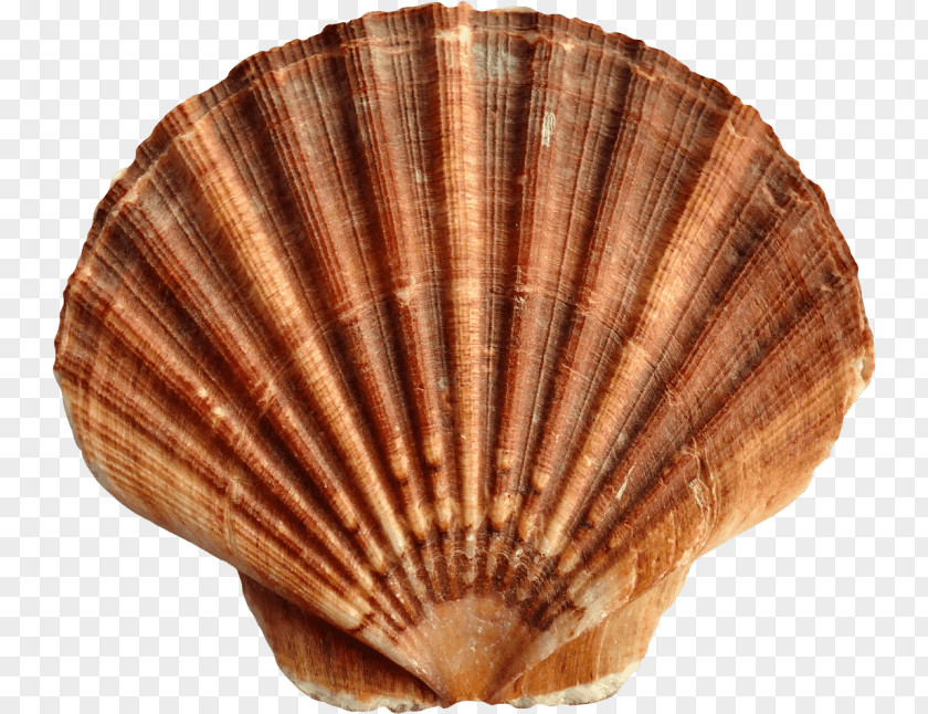 Natural Material Seafood Snail Cartoon PNG