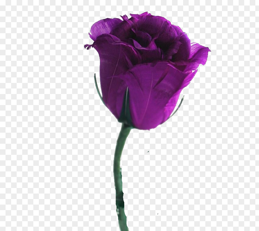 Purple Rose Desktop Wallpaper Flower Violet PNG