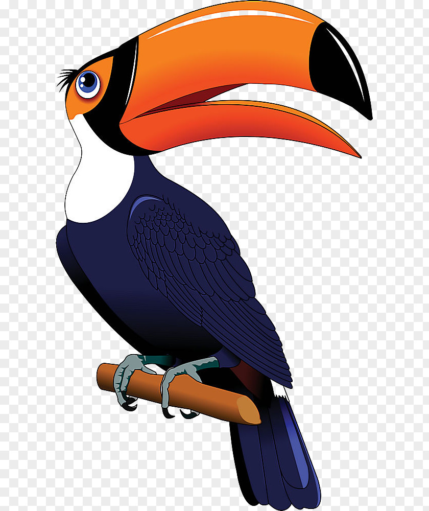 Bird Toucan Beak Hornbill Piciformes PNG