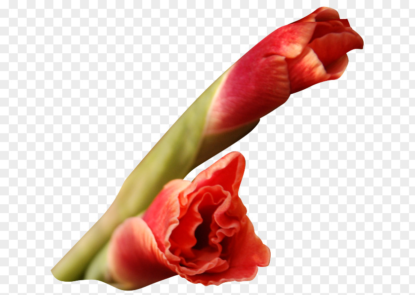 Gladiolus Flower Petal I Wandered Lonely As A Cloud Clip Art PNG