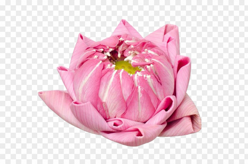 Indian Lotus Stock Photography Royalty-free Nelumbo Nucifera PNG