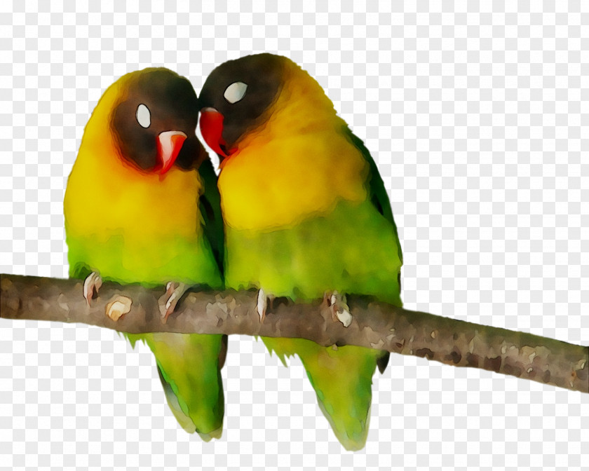 Lovebird Parakeet Feather Pet Beak PNG