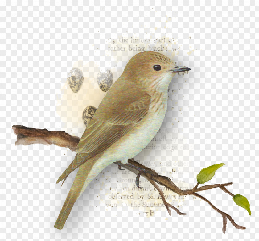 Bird Common Nightingale Finch American Sparrows Beak PNG
