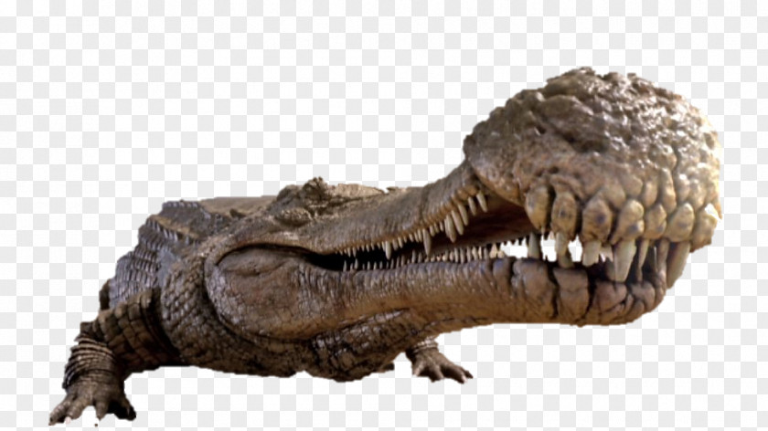 Dungeons And Dragons Sarcosuchus Crocodiles Velociraptor Tyrannosaurus PNG