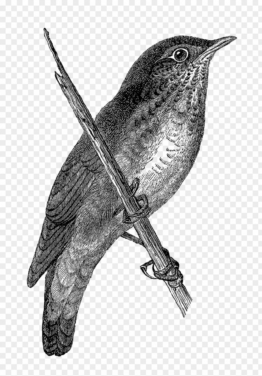 Grasshopper Company Finches Wren Beak Drawing /m/02csf PNG