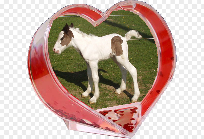 Mustang Pony Foal Mare Halter PNG