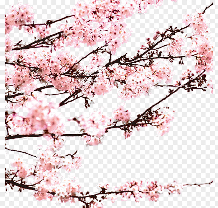 Plum Flower Blossom Computer File PNG