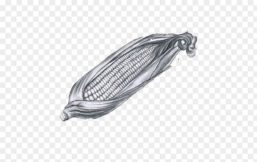 Sketch Corn Drawing Maize Painting U925bu7b46u753b PNG