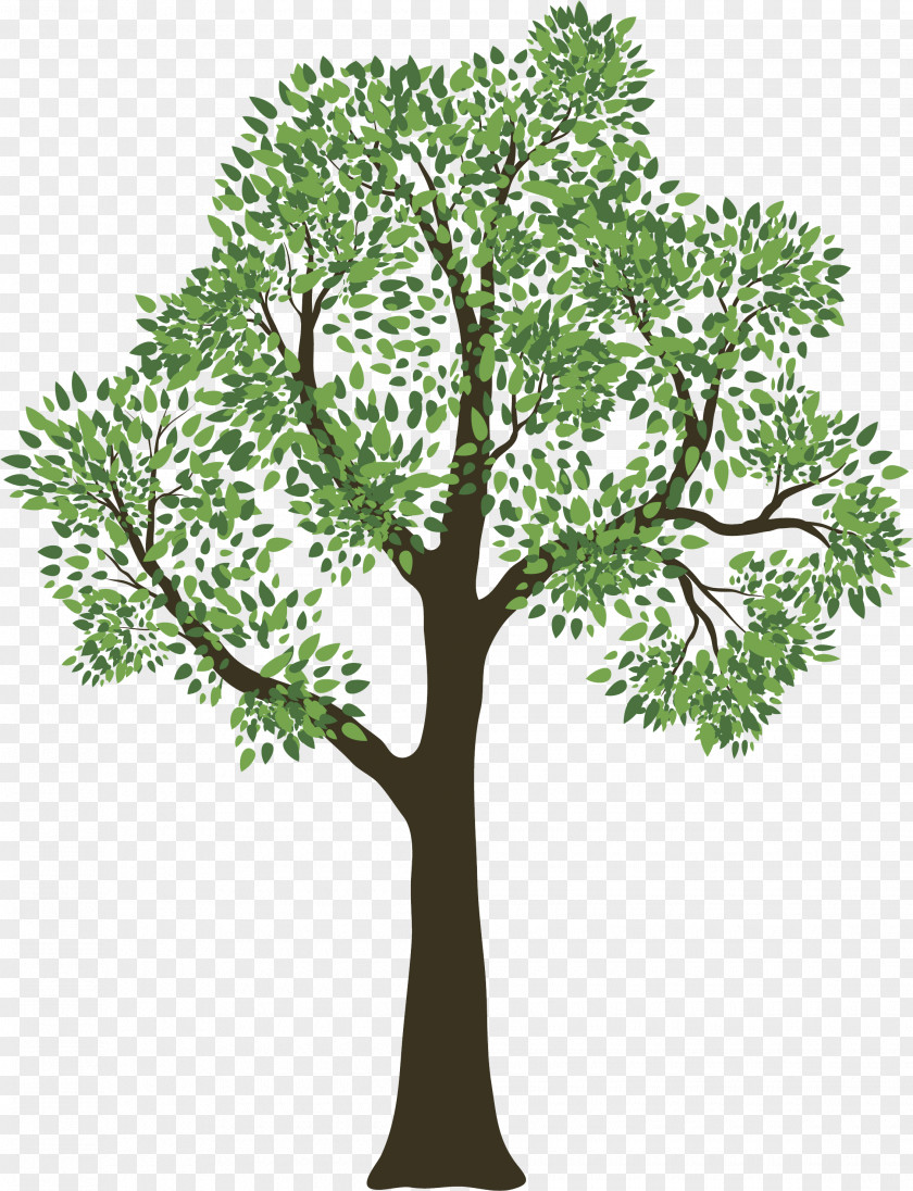 Spring Tree Family Genealogy Child PNG