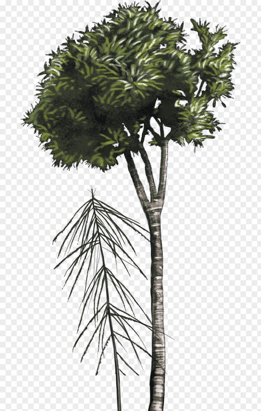 Tree Asian Palmyra Palm Lancewood New Zealand Shrub PNG