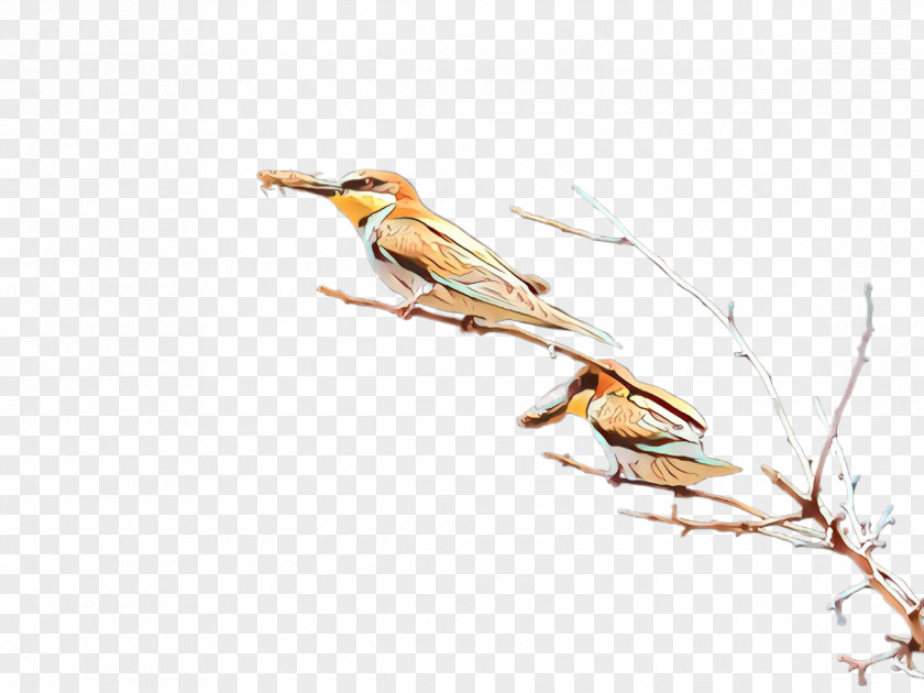 Bird Finch Coraciiformes Branch Beak PNG