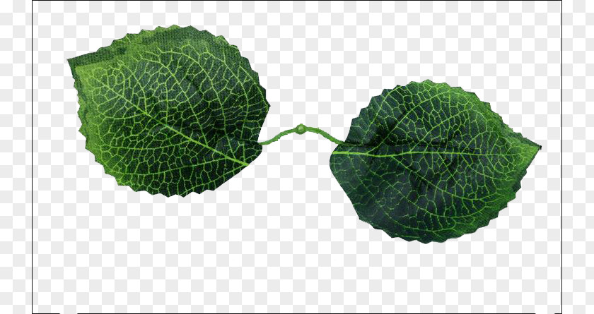 Green Leaves French Hydrangea Leaf Flower PNG