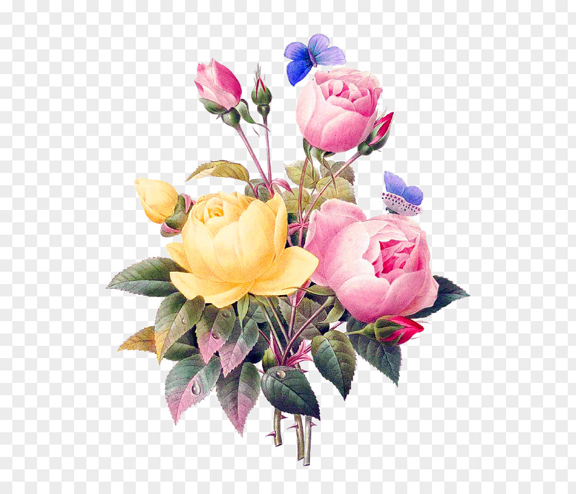 Rose Flower Pierre-Joseph Redouté (1759-1840) Retro Style PNG
