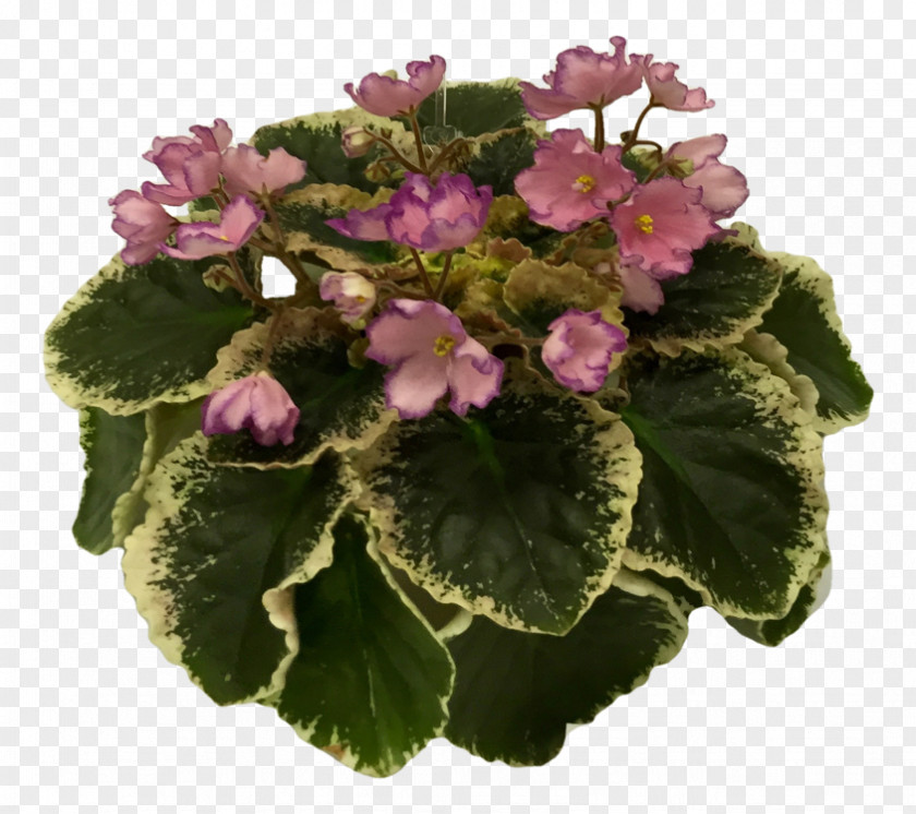 Violet Primrose Annual Plant Family Violaceae PNG