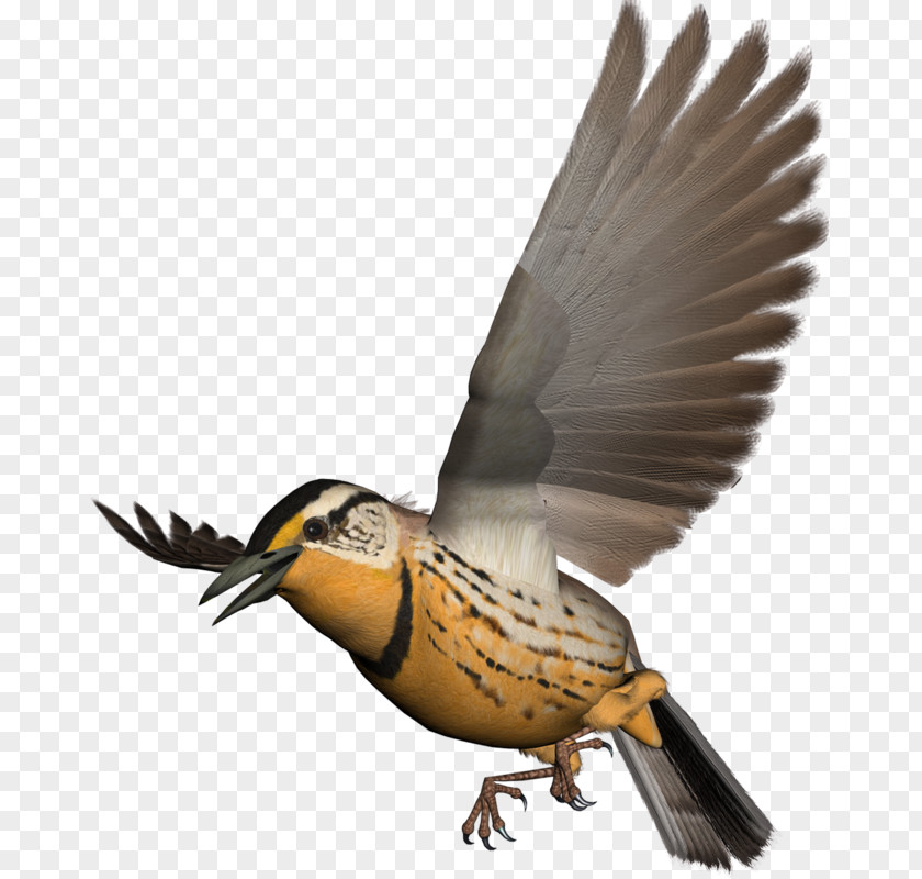 Bird Beak PNG