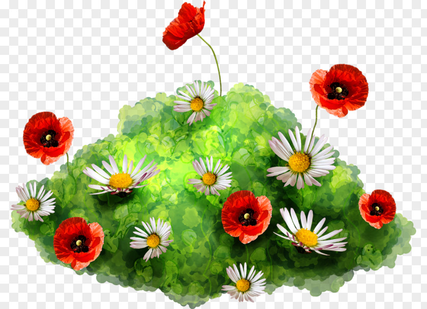 Flower Chroma Key Poppy PNG