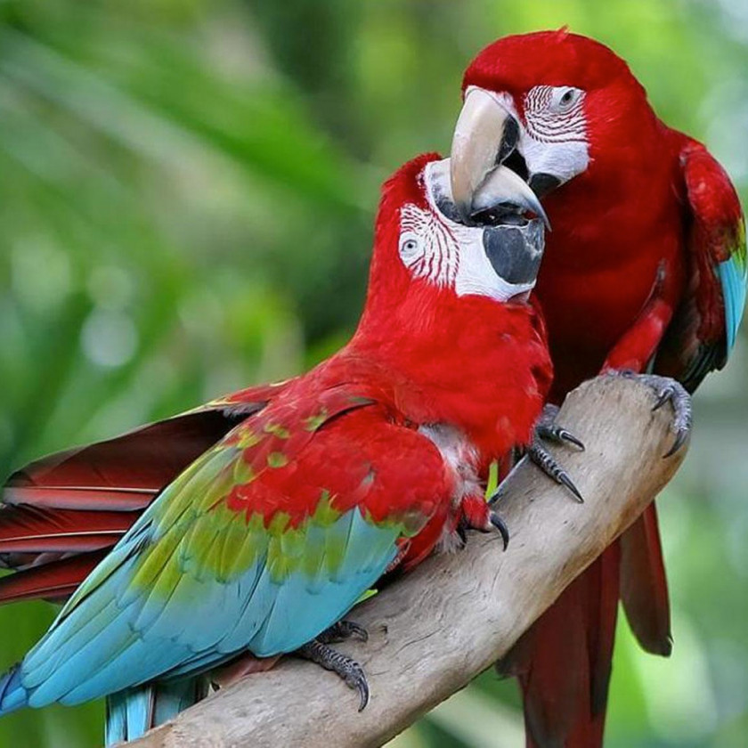 Parrot Red-and-green Macaw Great Green Scarlet Bird Blue-and-yellow PNG