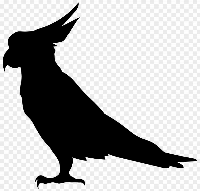 Parrot Silhouette Transparent Clip Art Image Bird Illustration PNG