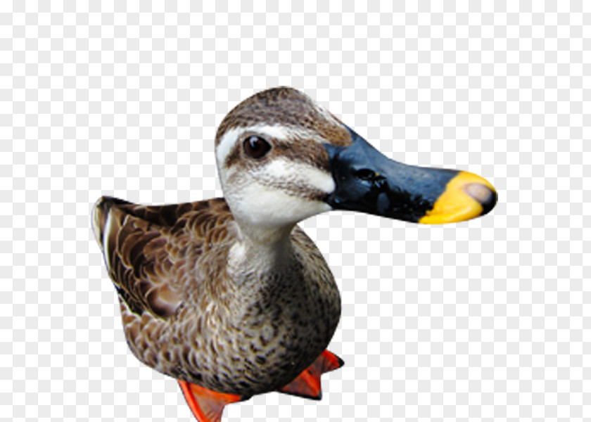 Perspective Duck Clip Art PNG