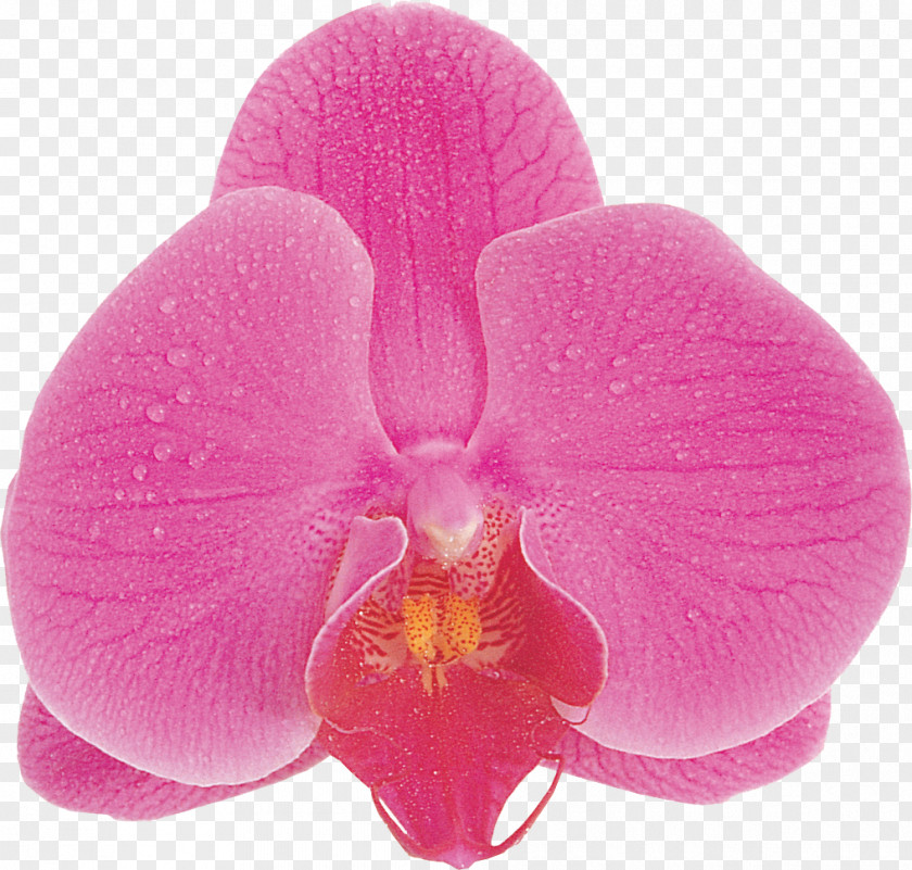 Photography Dietary Supplement Flower Blue Phalaenopsis Aphrodite PNG