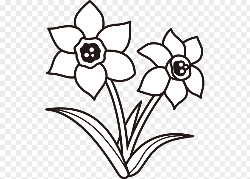 Plant Drawing Monochrome Painting Clip Art PNG