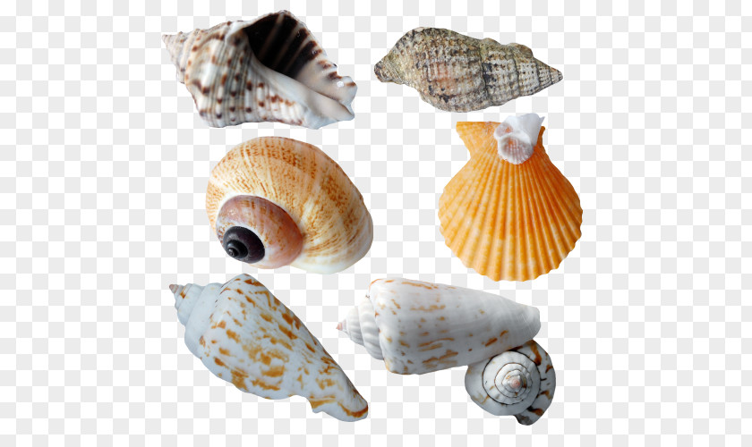 Seashell Cockle Sea Snail Conchology PNG