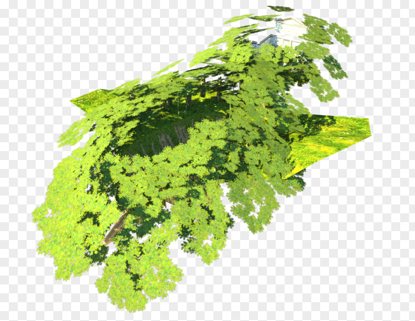 Tree Leaf Vegetable Herb PNG