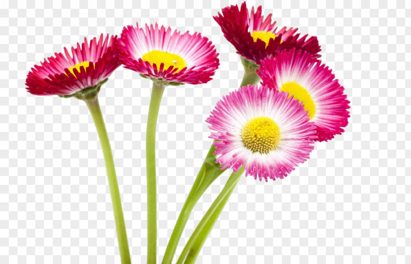 Wild Chrysanthemum Flower Lent PNG