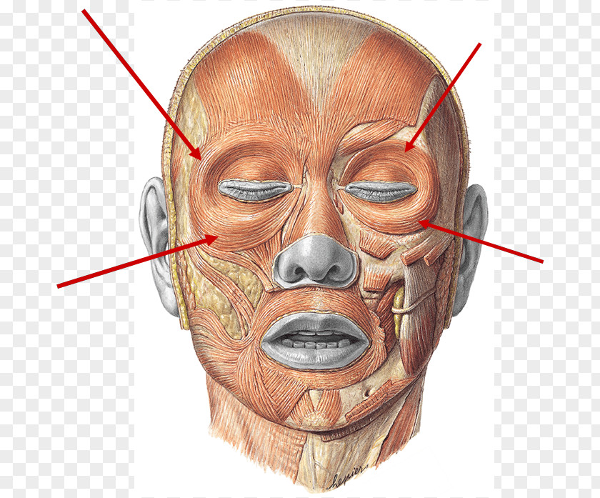 Euro Facial Muscles Pyramidalis Muscle Procerus Corrugator Supercilii PNG