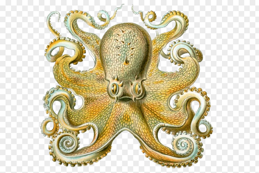 Octapus Octopus Art Forms In Nature Squid Orchidae Cephalopod PNG