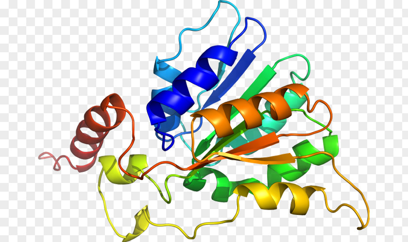 RHOQ Gene CDC42EP2 Protein Microphthalmia-associated Transcription Factor PNG