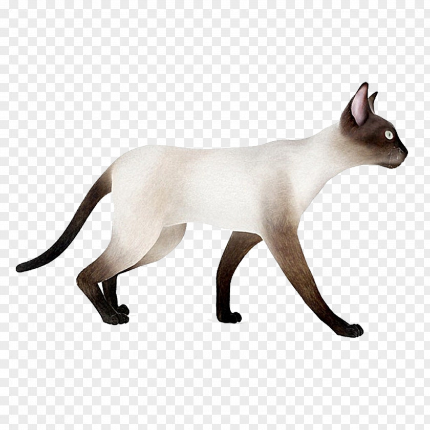 White Cat Siamese Whiskers Domestic Short-haired 3D Modeling Computer Graphics PNG