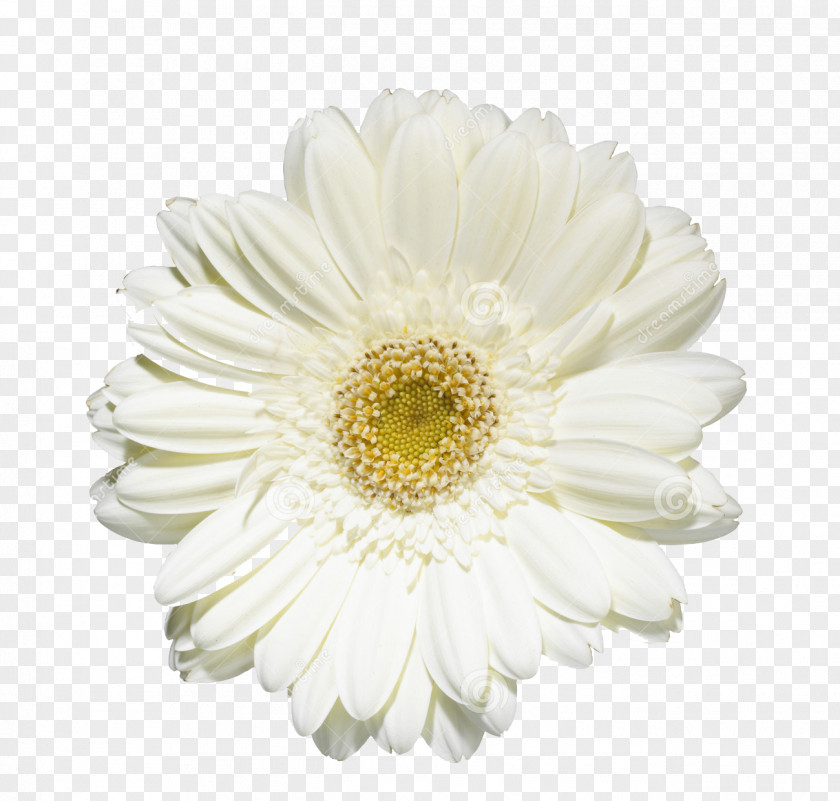 Chrysanthemum Common Daisy Transvaal Oxeye Cut Flowers PNG