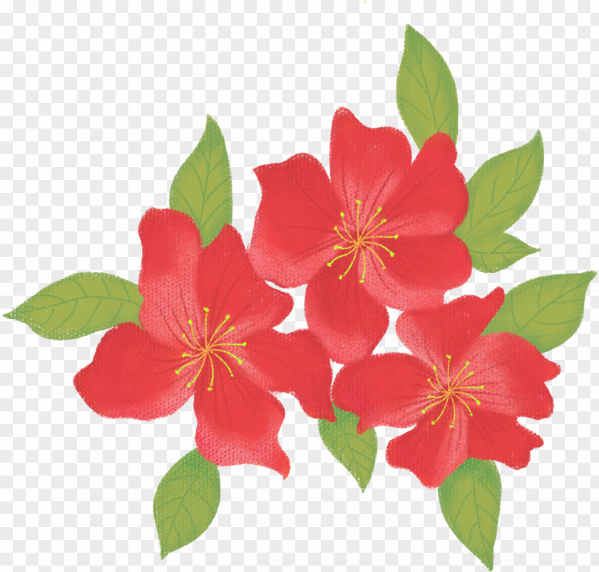 Flower Petal Plant Camellia Sasanqua Prickly Rose PNG