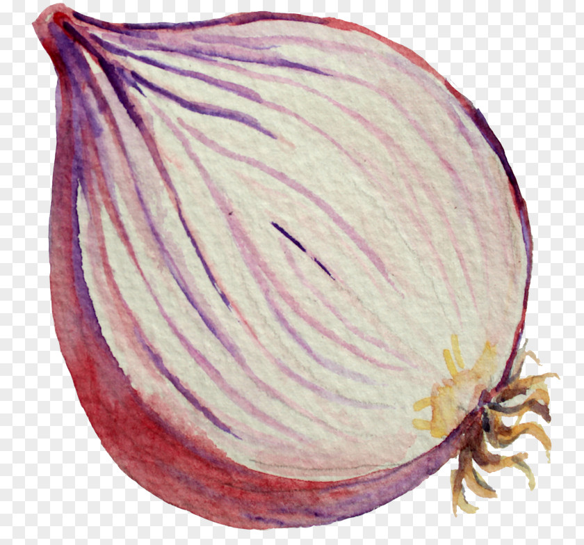 Onion Red Commodity PNG