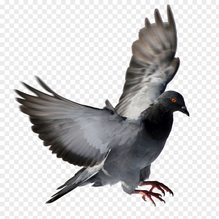 Pigeon Rock Dove Columbidae Bird PNG