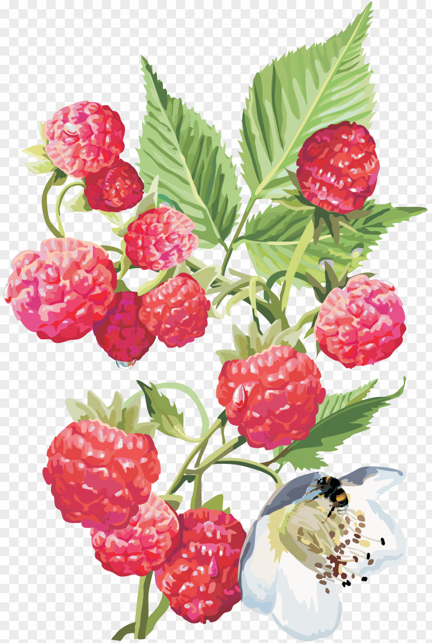 Raspberry Fruit Red Drawing PNG