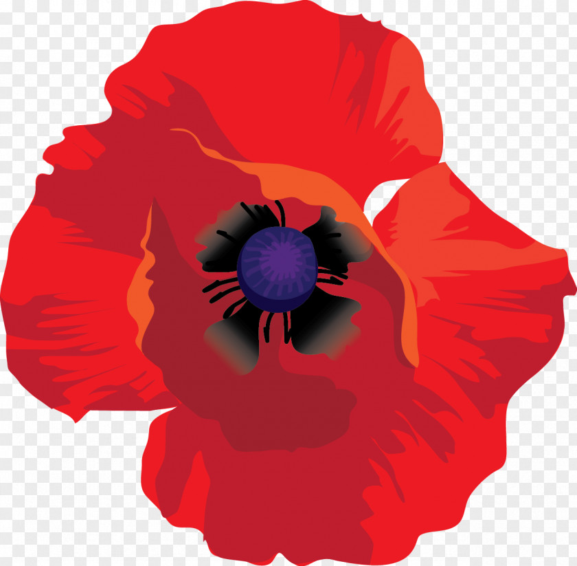 Red Poppies Pansy Petal PNG