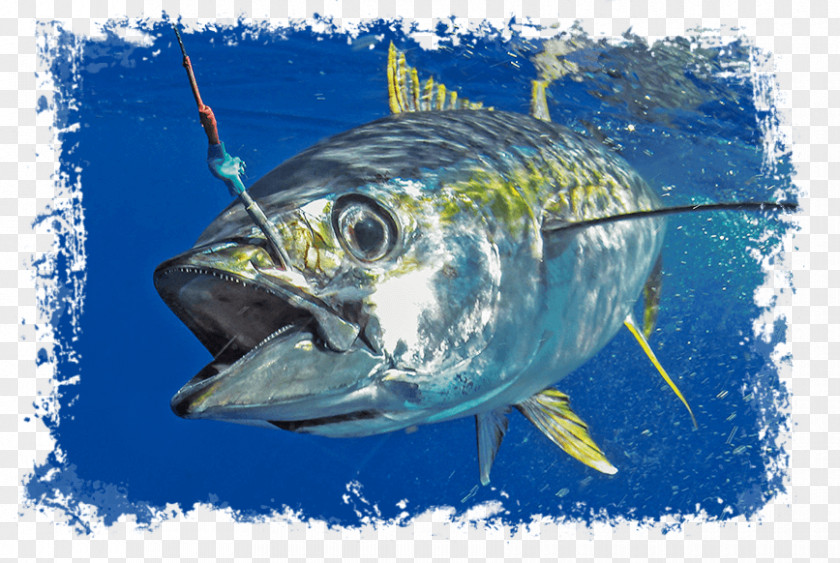 Tuna Pacific Bluefin Blackfin Southern Trolling Yellowfin PNG