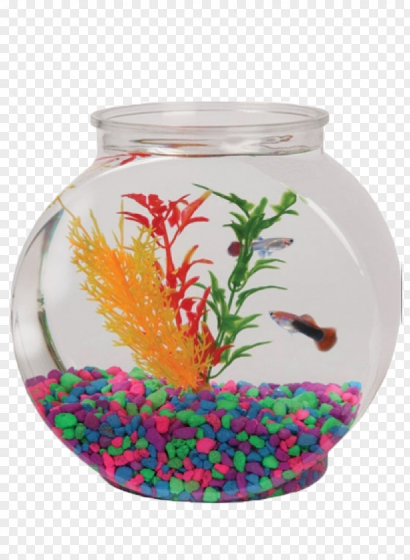 Betta Aquarium Gallon Bowl Fish Plastic PNG