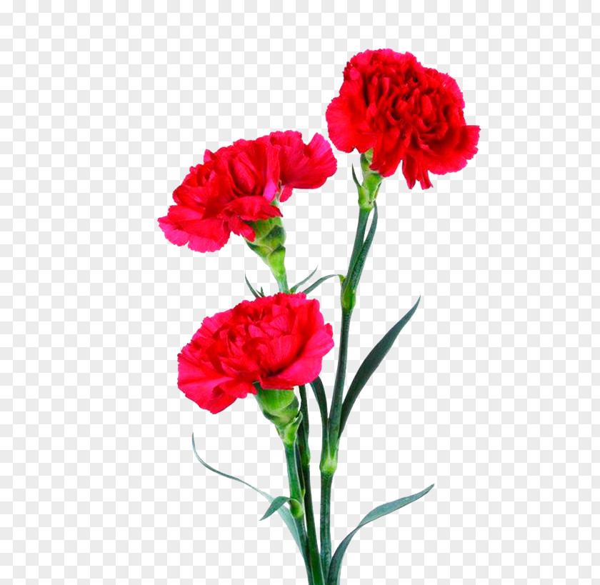 Caryophyllales Geranium Bouquet Of Flowers Drawing PNG