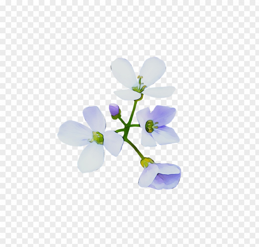Desktop Wallpaper Computer Flowering Plant Plants PNG