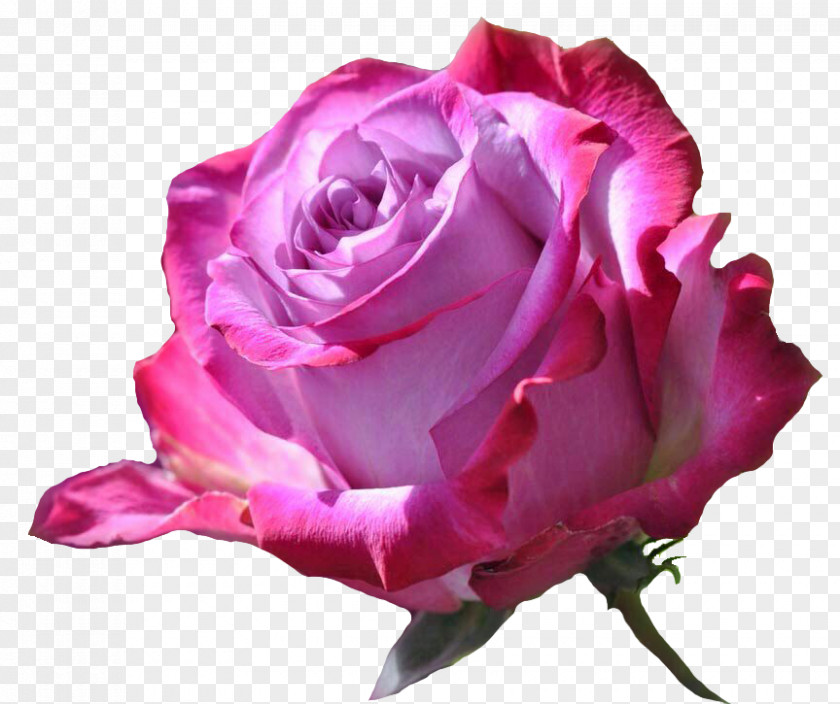Flower Fantastic Nature Rose Desktop Wallpaper PNG