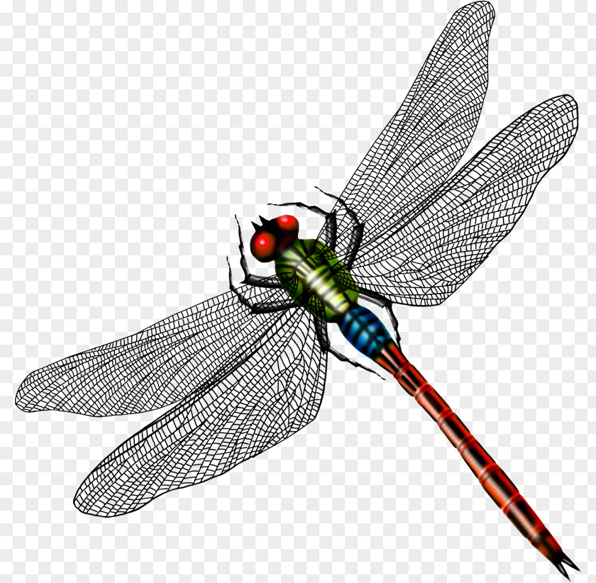 Nemrod Mountain Dragonfly Butterfly Image Design PNG