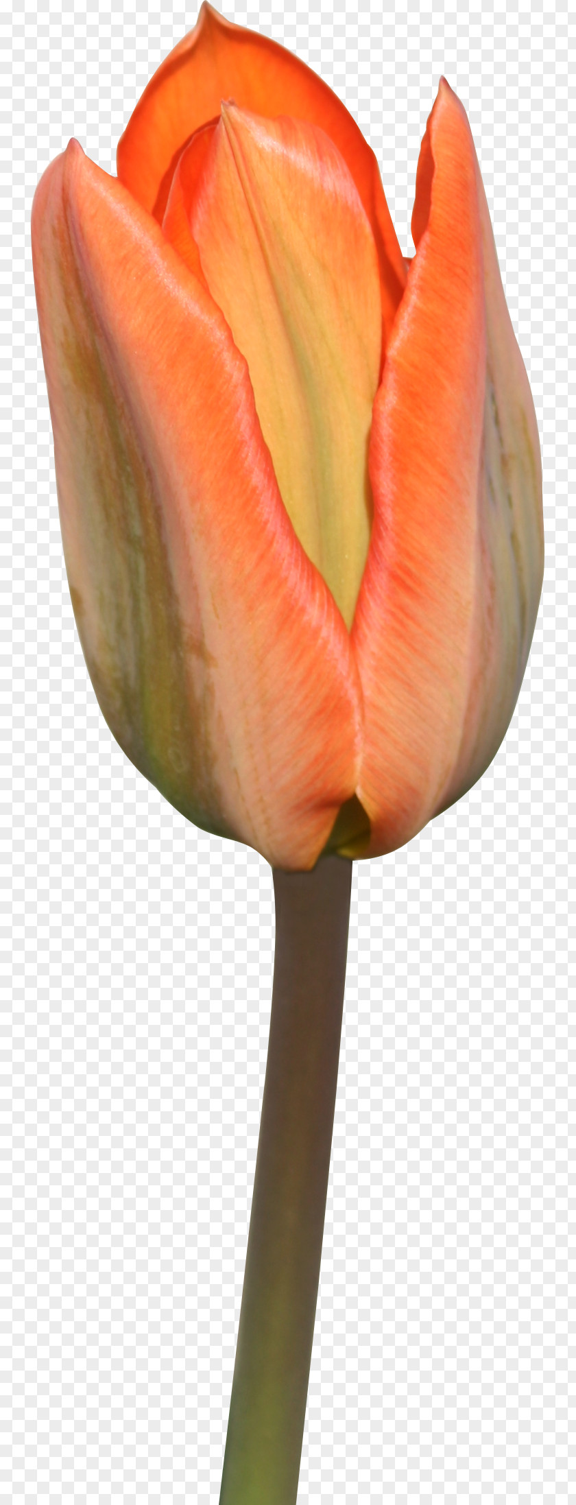 Tulips Tulip Cut Flowers Plant Liliaceae PNG