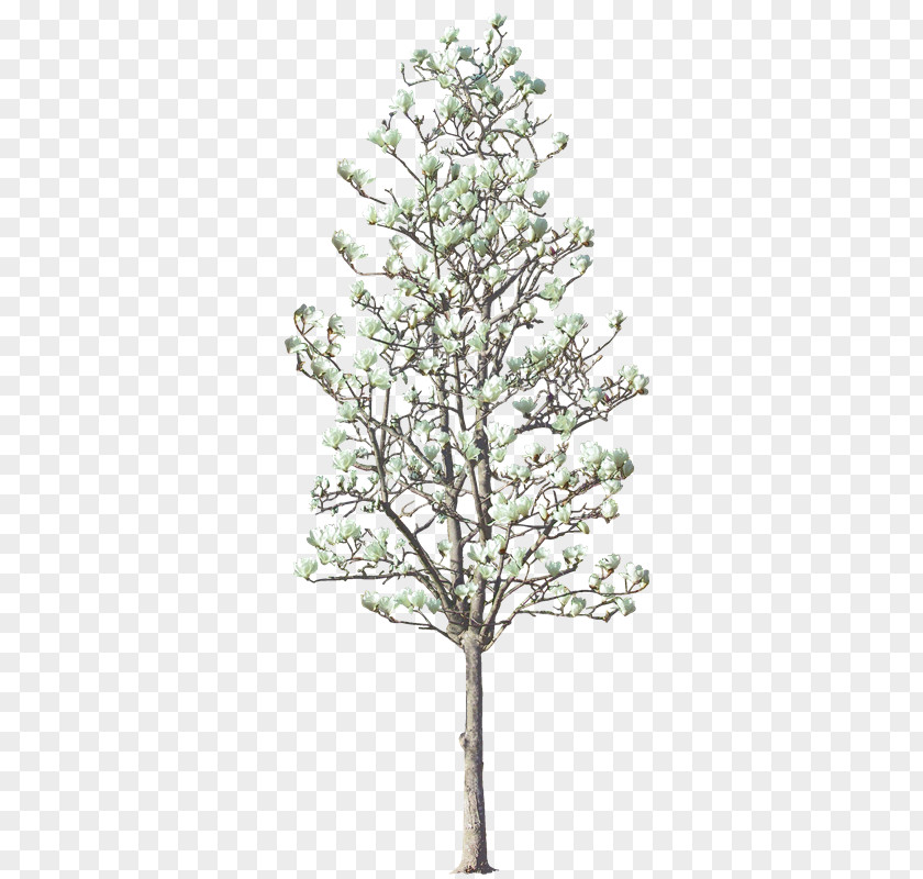 Ws Tree Livistona Chinensis Woody Plant Twig PNG
