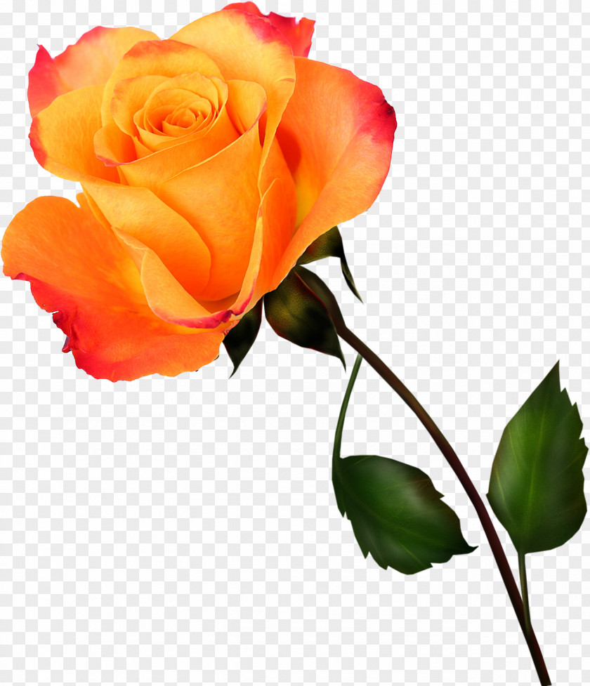Yellow Rose Blue Flower PNG