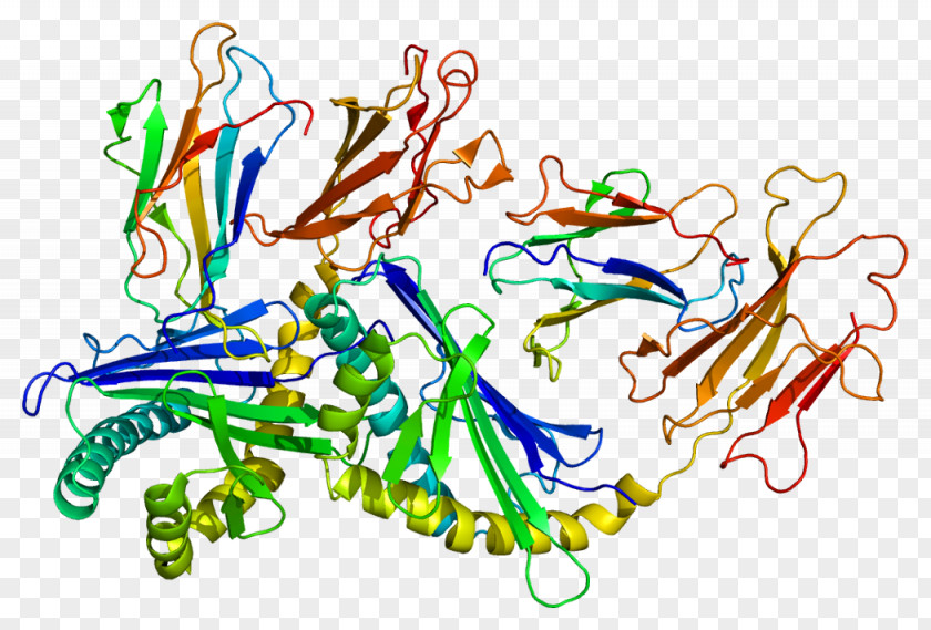 CD1D Natural Killer T Cell Sulfatide Lipid PNG