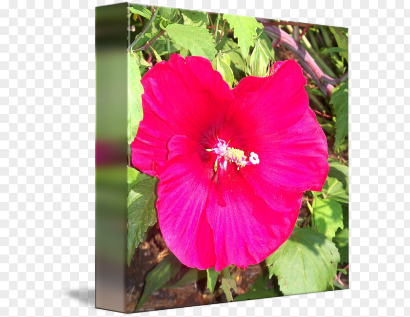 Pink Hibiscus Shoeblackplant Hollyhocks Annual Plant Morning Glory Herbaceous PNG