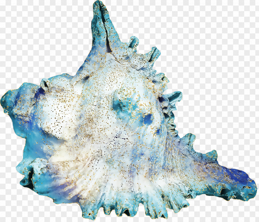 Seashell Conch Download PNG